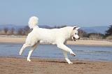 AKITA INU 191